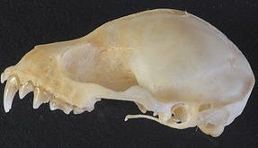 cranio