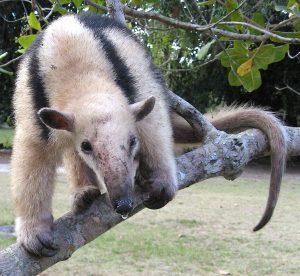 Tamandua+tetradactyla_+(1)