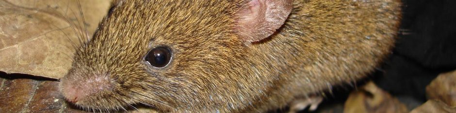 LaMaB: Laboratório de Mastozoologia e Biogeografia