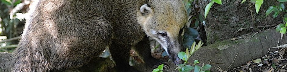 LaMaB: Laboratório de Mastozoologia e Biogeografia