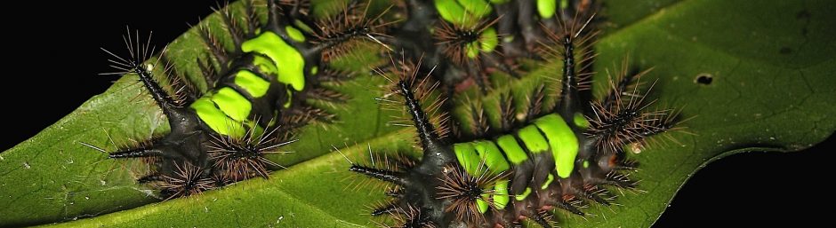 LaMaB: Laboratório de Mastozoologia e Biogeografia