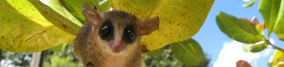 LaMaB: Laboratório de Mastozoologia e Biogeografia