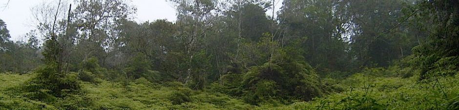LaMaB: Laboratório de Mastozoologia e Biogeografia