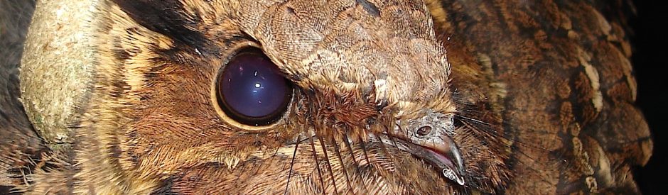 LaMaB: Laboratório de Mastozoologia e Biogeografia