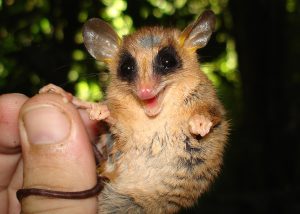 gracilinanus