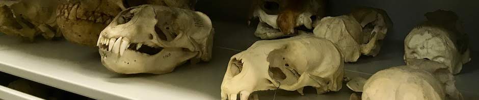 LaMaB: Laboratório de Mastozoologia e Biogeografia