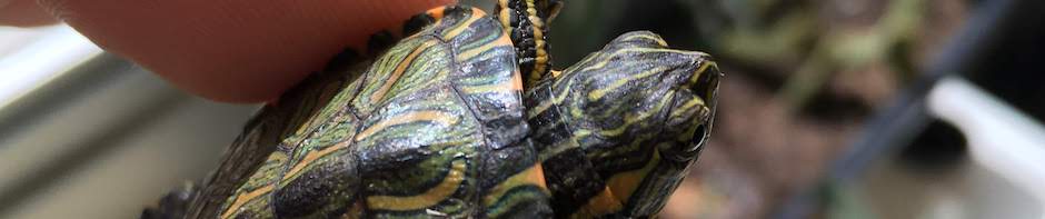 LaMaB: Laboratório de Mastozoologia e Biogeografia