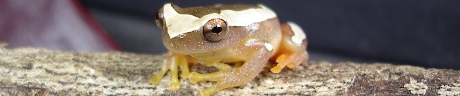 LaMaB: Laboratório de Mastozoologia e Biogeografia