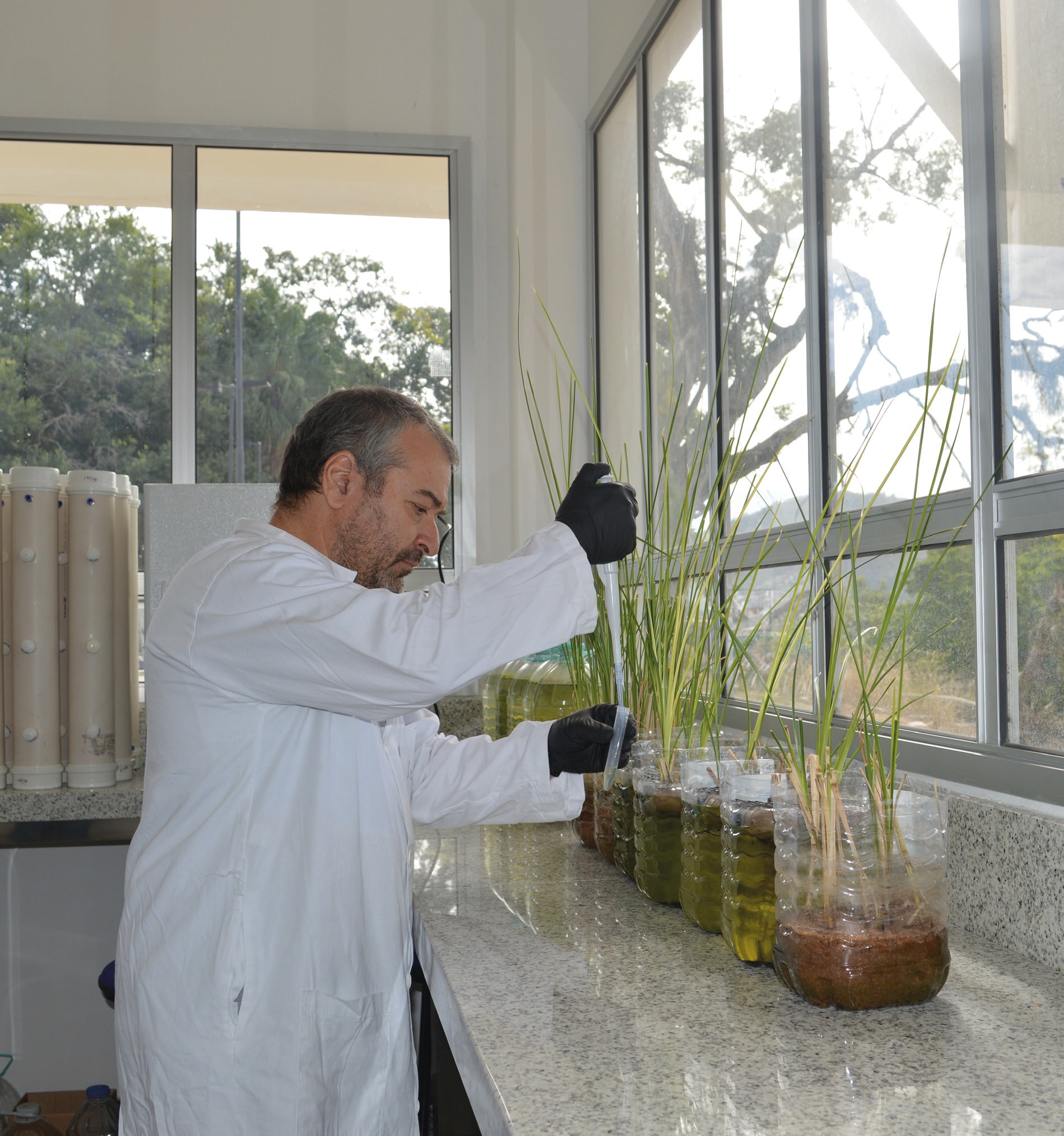Professor trabalha em pesquisa com plantas