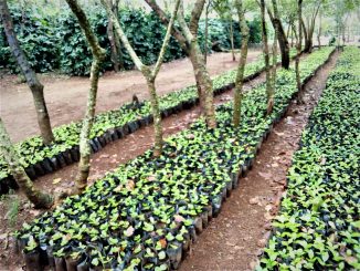 Diversas mudas de café, ao pé de árvores, no Parque Nacional da Gorongosa, em Moçambique