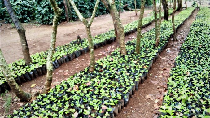 Diversas mudas de café, ao pé de árvores, no Parque Nacional da Gorongosa, em Moçambique
